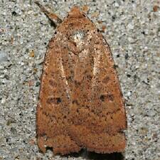 Abagrotis cupida