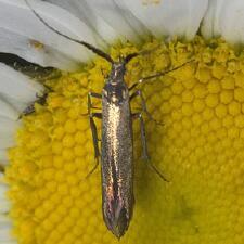 Coleophora mayrella