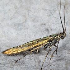 Coleophora sp.