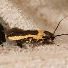 Euclemensia bassettella