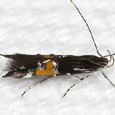 Cosmopterix montisella