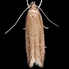 Limnaecia phragmitella