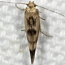 Scythris limbella