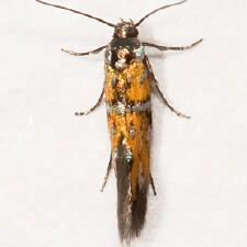 Chrysoesthia drurella