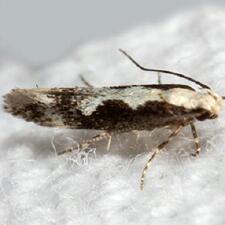 Agnippe prunifoliella