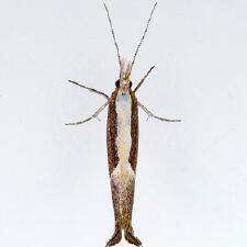 Ypsolopha dentella