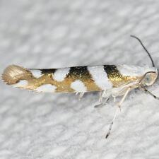 Argyresthia calliphanes