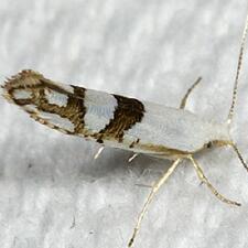 Argyresthia oreasella