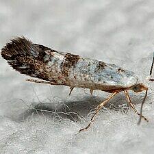 Argyresthia thuiella