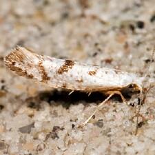 Argyresthia sp.