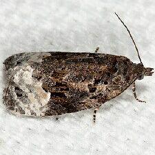 Apotomis capreana