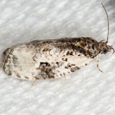 Apotomis albeolana