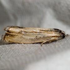 Eucosma radiatana