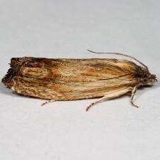 Eucosma radiatana