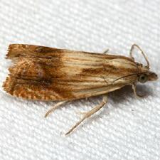 Eucosma awemeana