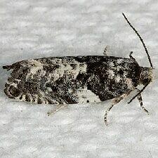 Gypsonoma adjuncta