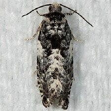 Gypsonoma adjuncta