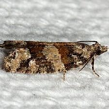 Epinotia radicana