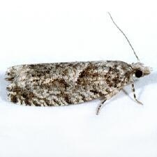 Catastega aceriella