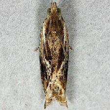 Ancylis brauni