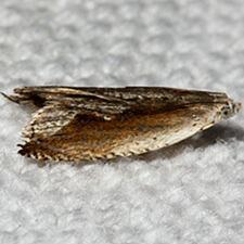 Ancylis diminuatana