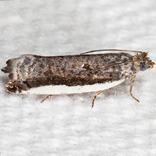 Ancylis albacostana