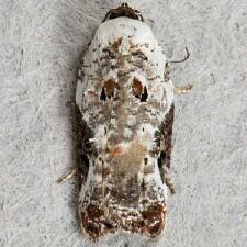 Acleris nivisellana