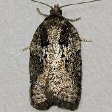 Acleris obtusana