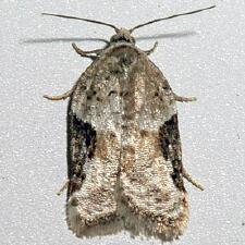 Acleris forbesana