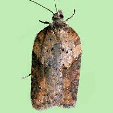 Acleris viburnana