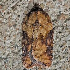 Acleris viburnana