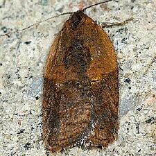 Acleris fragariana