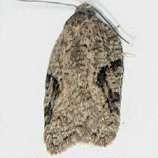 Acleris placidana