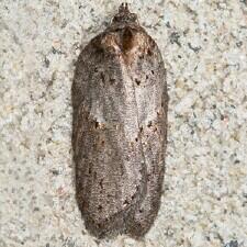 Acleris maculidorsana