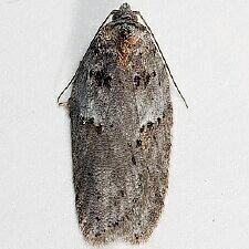 Acleris maculidorsana