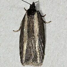 Acleris sp.