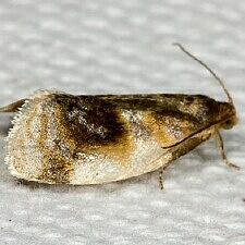 Clepsis melaleucanus