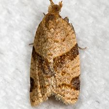 Clepsis peritana