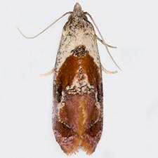 Cochylichroa viscana