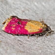 Atroposia oenotherana