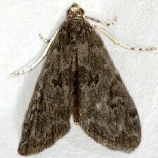 Elophila gyralis