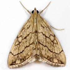 Evergestis pallidata