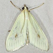 Sitochroa palealis