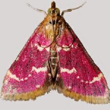 Pyrausta signatalis