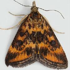 Pyrausta subsequalis