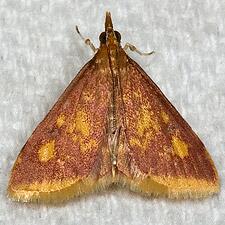 Pyrausta acrionalis