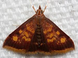 Pyrausta acrionalis