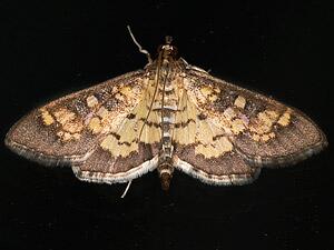 Diacme adipaloides