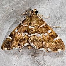 Hymenia perspectalis