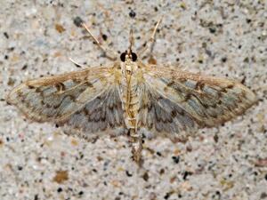 Herpetogramma pertextalis